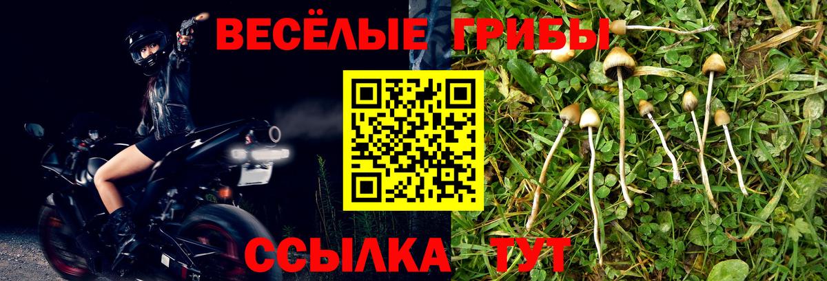 Галлюциногенные грибы Psilocybine cubensis Серов